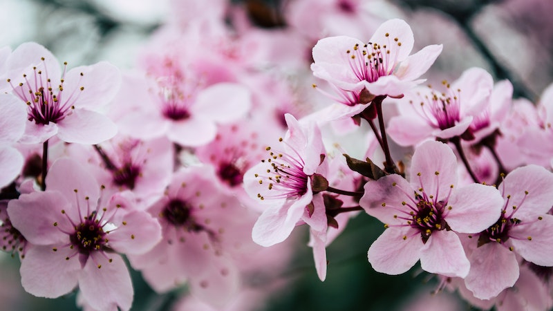 Spring flowers 